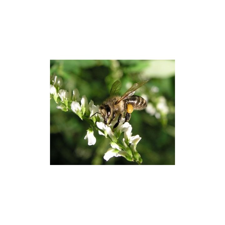 Nasiona - Nostrzyk Biały (2-letni) (1kg) - NAS51