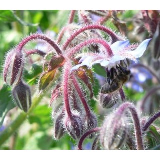 Nasiona - Ogórecznik Lekarski  (0,5 kg) - NAS6