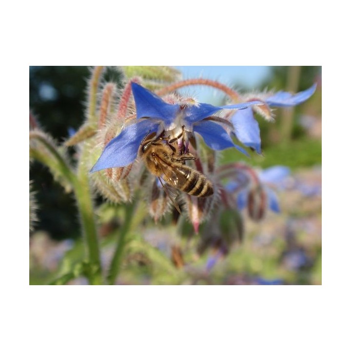 Nasiona - Ogórecznik Lekarski  (0,5 kg) - NAS6